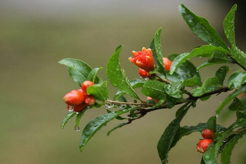 石榴花图片，石榴花高清图片大全