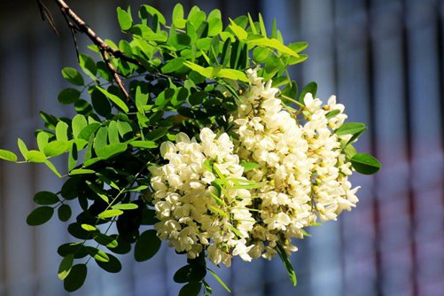 槐树花图片，槐树花图片高清大图