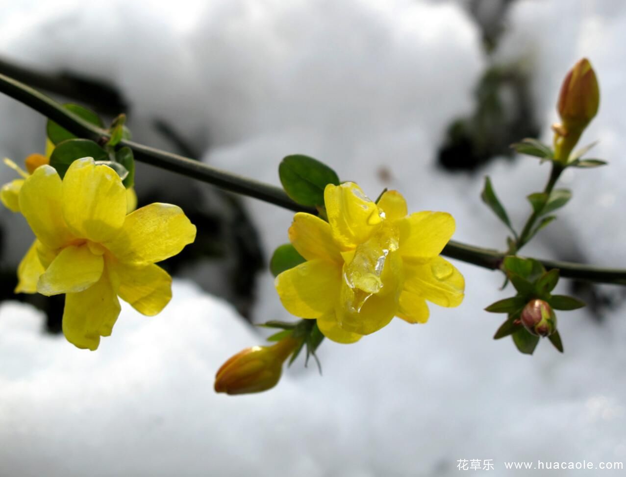 迎春花的特点 迎春花图片分享