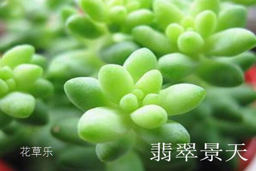 翡翠景天好养吗 翡翠景天和千佛手有什么不同